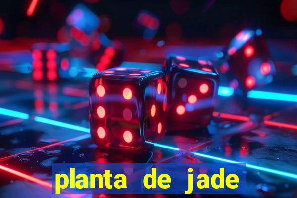 planta de jade significado espiritual